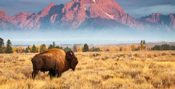 A bison stands in front of Mount Moran, north of Jackson Hole, Wyoming.
