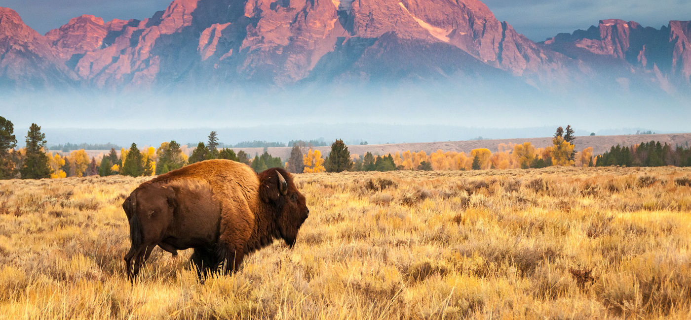 Image: A bison stands in front of Mount Moran, north of Jackson Hole, Wyoming. (photo via iStock/Getty Images Plus/Brian Evans)
