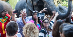 Elephant mobbed by tourists in Thailand