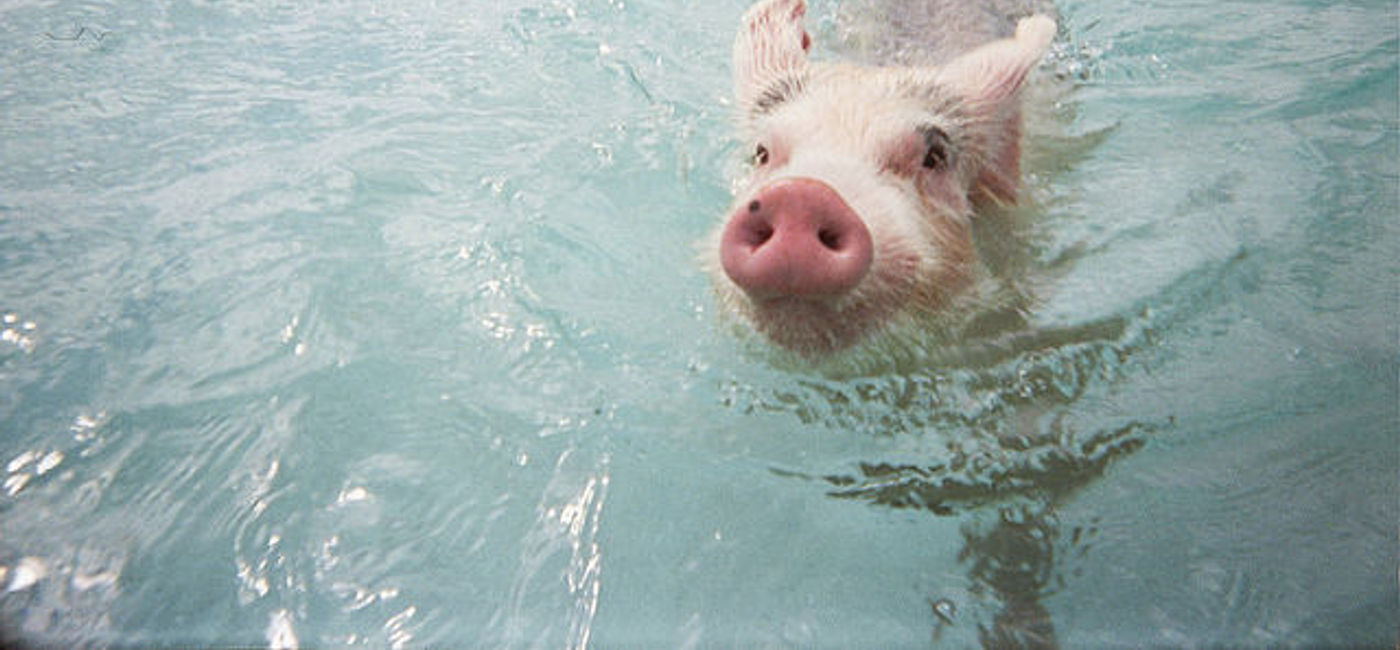 Image: PHOTO: Bahamas pigs are dying and we may be to blame. (Photo via Flickr/Megan Amaral)