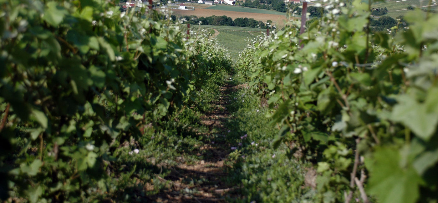 Image: Scenery in the Champagne region of France (photo via Pug Girl/Flickr).