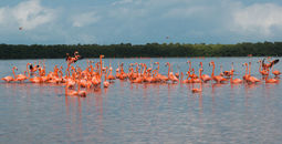 Pink flamingos in Yucatan, Mexico 