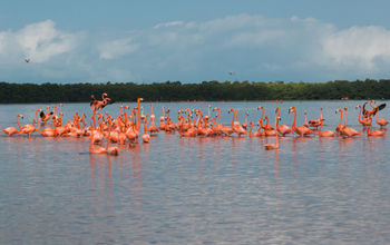 Pink flamingos in Yucatan, Mexico 