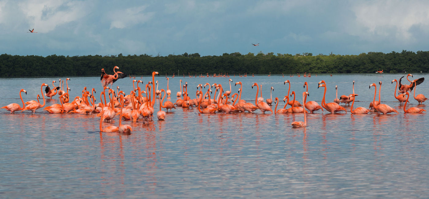 Image: Pink flamingos in Yucatan, Mexico. (photo via Pe3check/iStock/Getty Images Plus)
