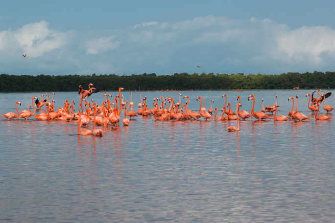 Pink flamingos in Yucatan, Mexico 