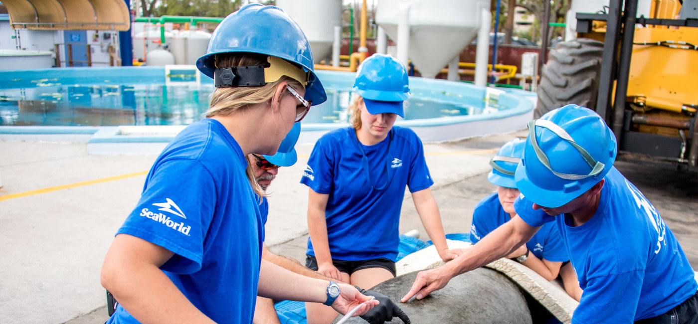 Image: SeaWorld Orlando’s Rescue Team helps a manatee suffering from symptoms of cold stress. (Photo Courtesy of SeaWorld Parks & Entertainment, Inc.)