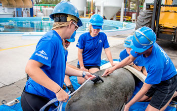 SeaWorld Orlando’s Rescue Team Aids a Manatee