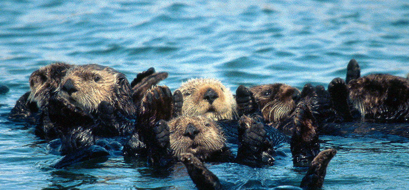 Image: PHOTO: Rafting sea otters. (photo via Flickr/U.S. Fish and Wildlife Service)