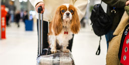 airport, dog, pets, Cavalier King Charles Spaniel, luggage, suitcase