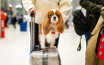 airport, dog, pets, Cavalier King Charles Spaniel, luggage, suitcase