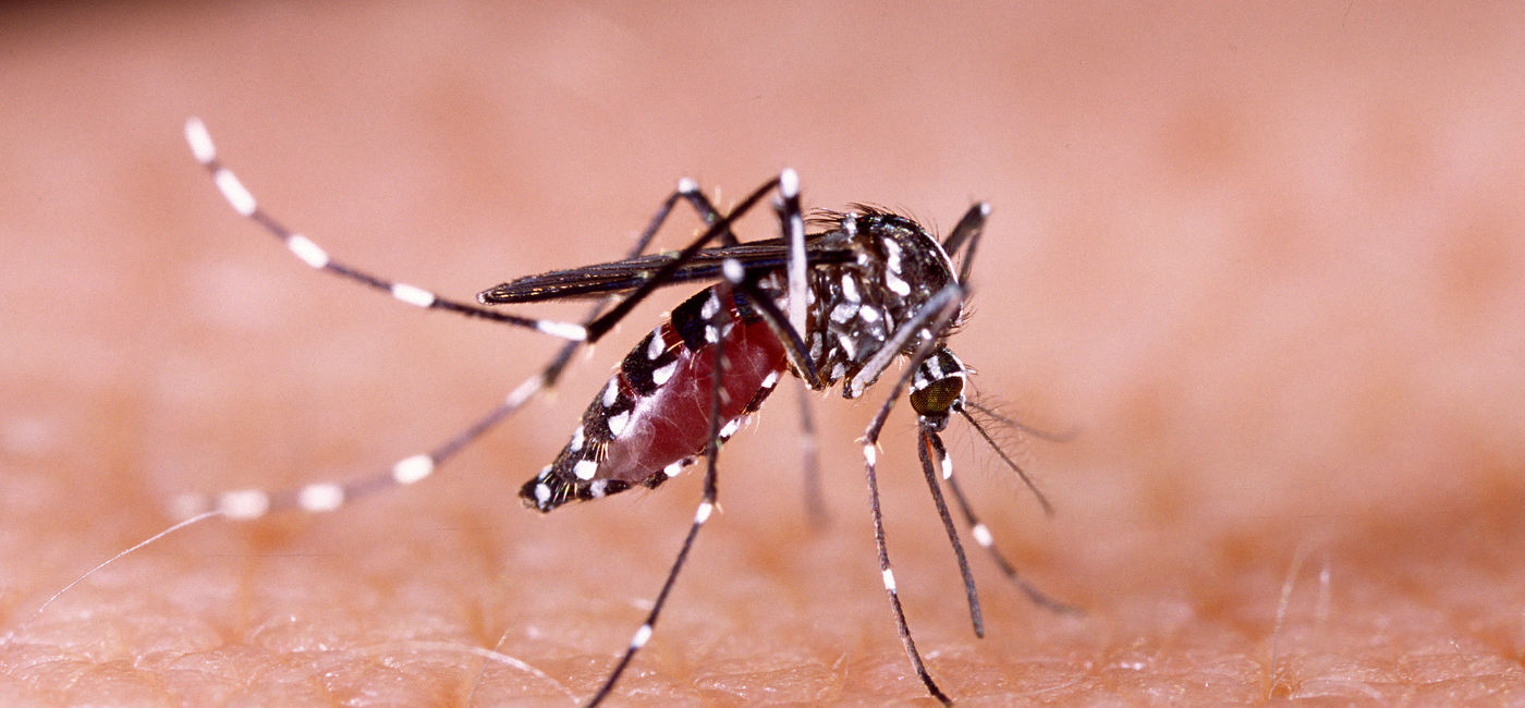 Image: PHOTO: The World Health Organization (WHO) provides an update on the Zika virus ahead of summer travel. (photo via TacioPhilip/iStock/Getty Images Plus)