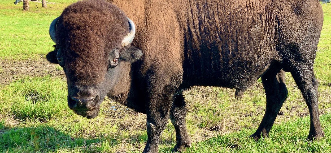 Image: PHOTO: American Bison. (Photo courtesy of Wild Florida)