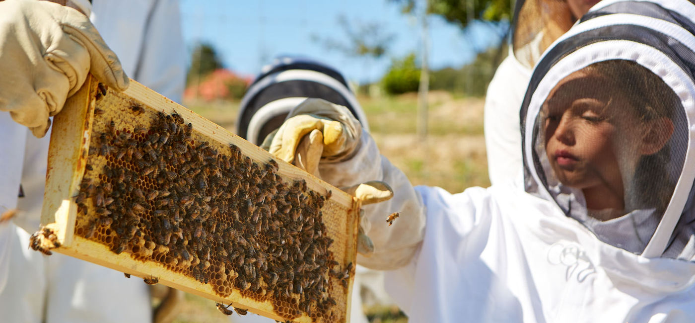 Image: Learn about beekeeping in an 'Explor-cation' experience at the Carmel Valley Ranch (photo via Hyatt) ((photo via Hyatt))
