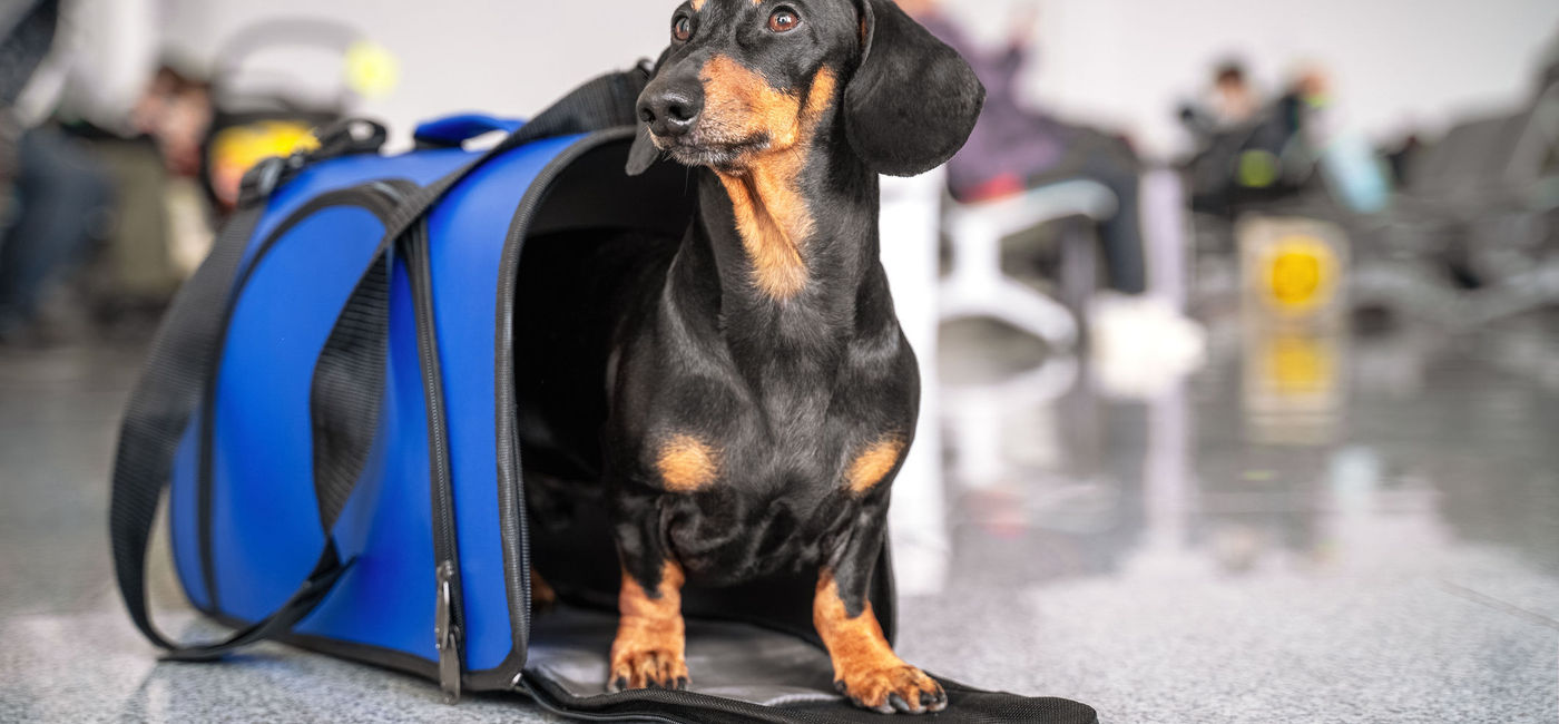 Image: A black-and-tan dachshund dog surveys the airport from the safety of his carrier. (photo via iStock/Getty Images Plus/Irina Mesheryakova)