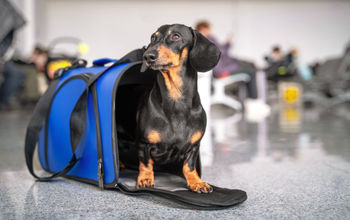 dog, dachshund, airport, carrier, bag, pets