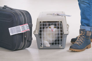 cat, kitty, pets, carrier, kennel, airport, owner, luggage, baggage, suitcase