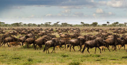 Ker & Downey Africa