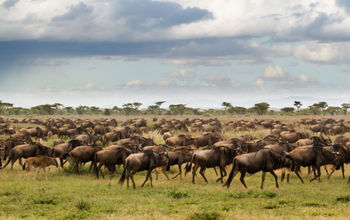 Ker & Downey Africa