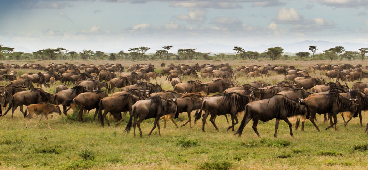 Image: PHOTO: Great Migration, Serengeti National Park. (photo via Ker & Downey Africa)