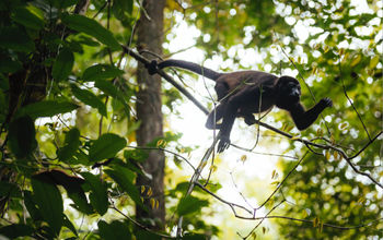 Monkey in Costa Rica