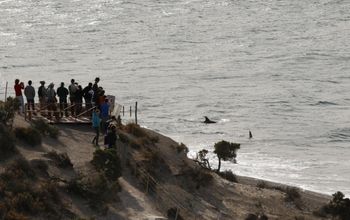 Tourists watching orca whales at the Valdés Peninsula