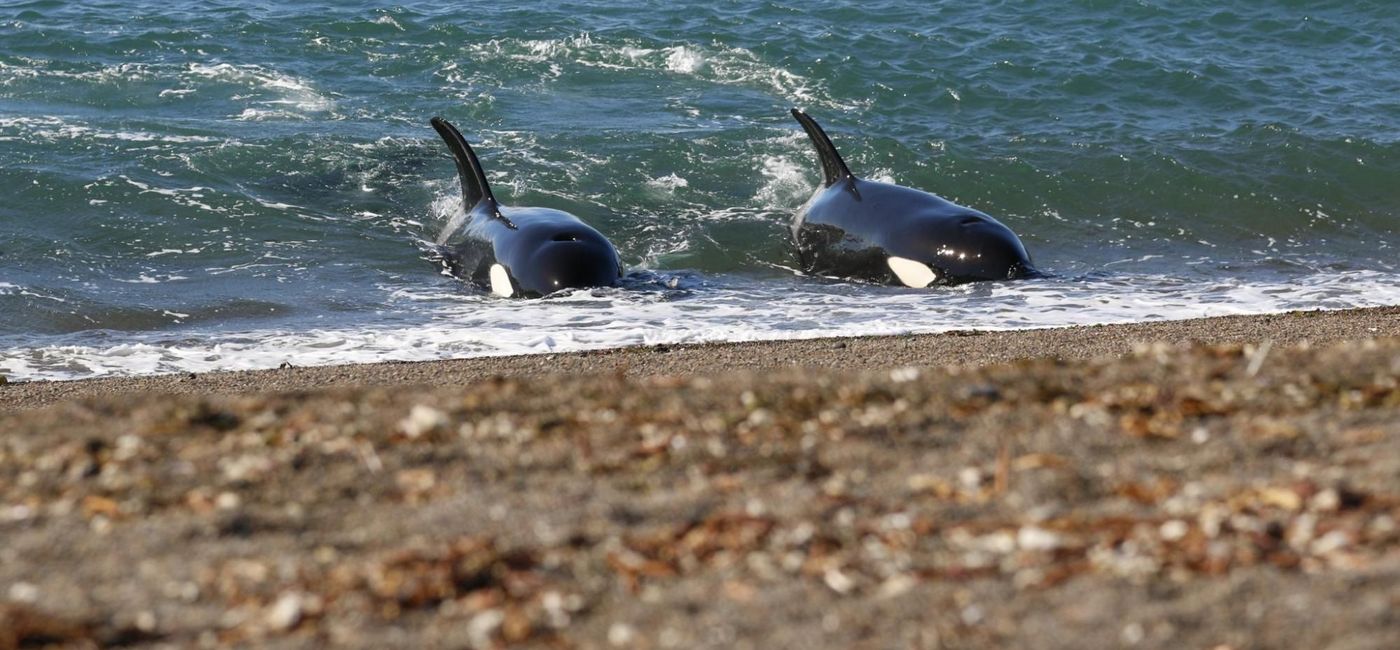 Image: Orcas on the shore at the Valdés Peninsula. (photo via Visit Argentina)