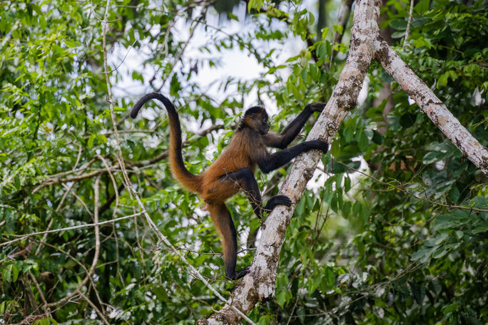 A Central American spider monkey, photographed during a National Geographic Expeditions "Costa Rica: Conservation and Ecology" trip. spider monkey, Disney Signature Experiences, National Geographic Expeditions, Costa Rica, Central American, birdwatching, wildlife, conservation, ecology, tours, land, journeys, explorations, rainforests, Rio Frio, Cano Negro