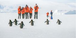 Lindblad Expeditions, Antarctica, penguins, Antarctica wildlife