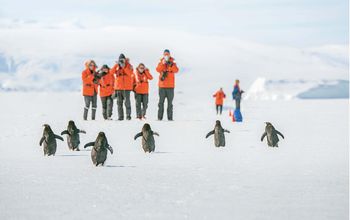 Lindblad Expeditions, Antarctica, penguins, Antarctica wildlife