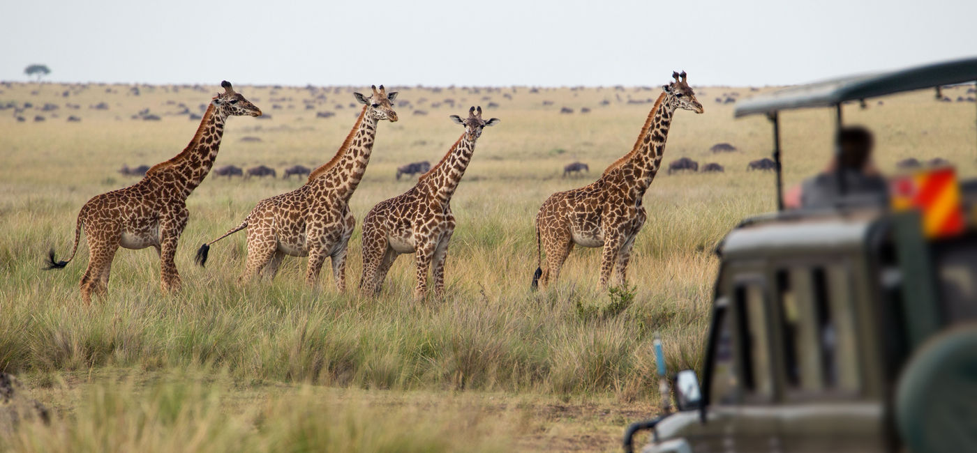 Image: Tourists observing a herd of giraffes on safari. (photo via  mantaphoto/iStock/Getty Images)