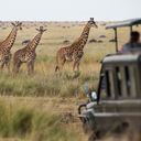 Best Destinations to See Animals in the Wild - 5