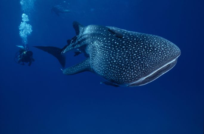 Best Destinations to See Animals in the Wild - 7