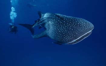 Best Destinations to See Animals in the Wild - 7