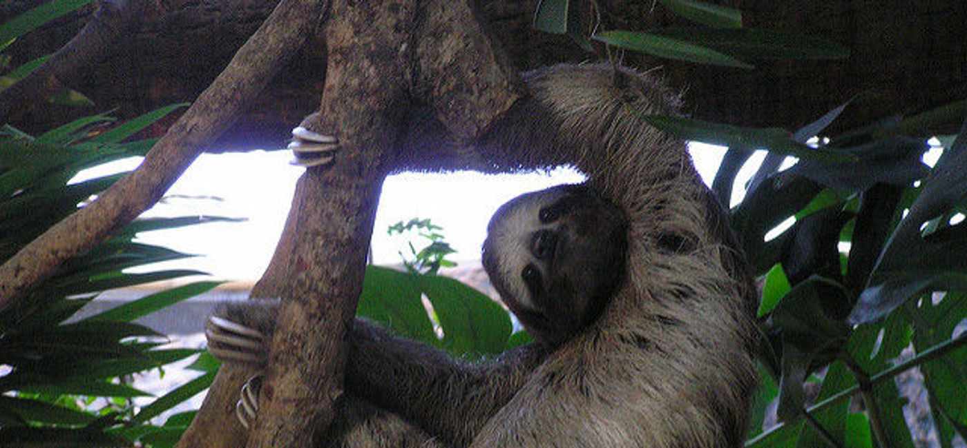Image: PHOTO: Sloth at Dallas World Aquarium. (photo via Flickr/Michael Culbertson)