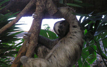 Sloth at Dallas World Aquarium