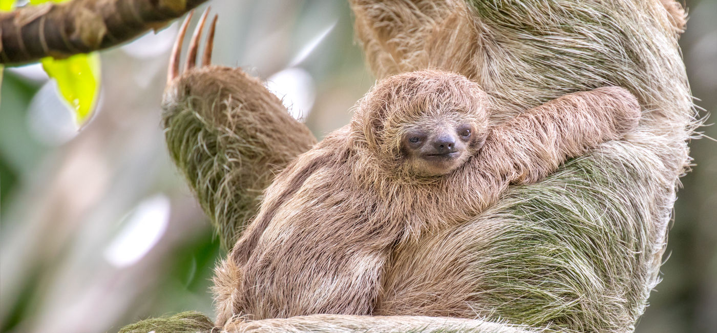 Image: Des paresseux. (PHOTO: KenCanning/iStock/Getty Images)