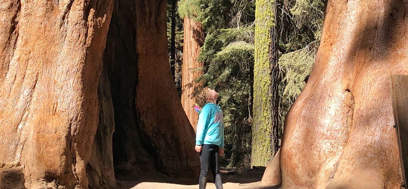 Image: PHOTO: Admiring the tall trees at Sequoia National Park. (photo by Emily Krause)