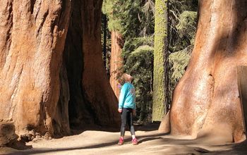 Sequoia National Park, sequoia trees, kids, family travel, California