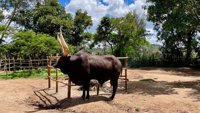 Inyambo at the King's Palace, Nyanza, Rwanda