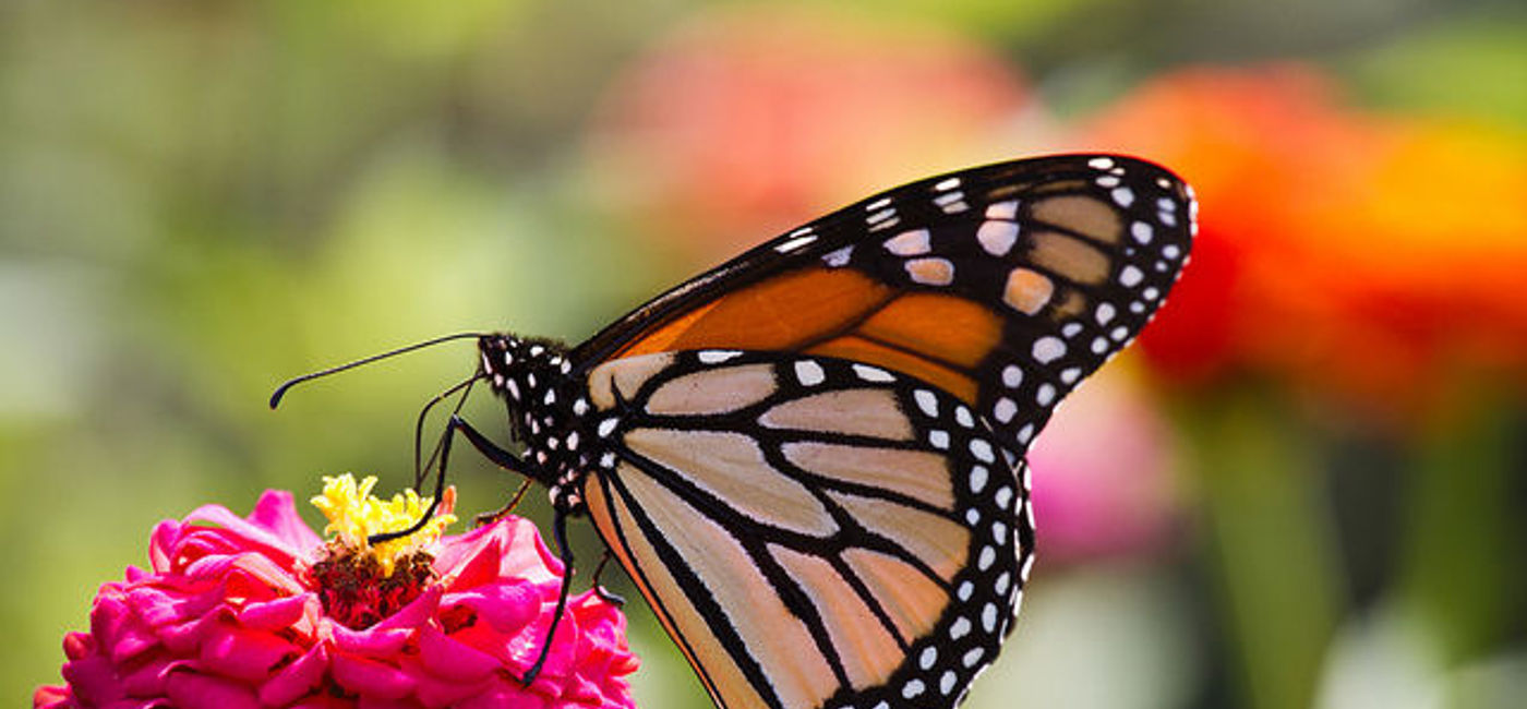 Image: PHOTO: Butterfly feeding from a flower. (photo via Flickr/Conal Gallagher)