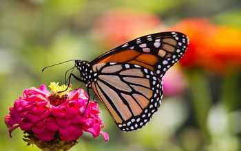 Butterfly feeding from a flower