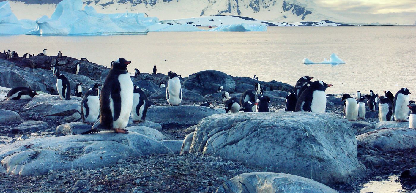 Image: Gentoo penguins on the Antarctic Peninsula. (photo via brytta/iStock./Getty Images)