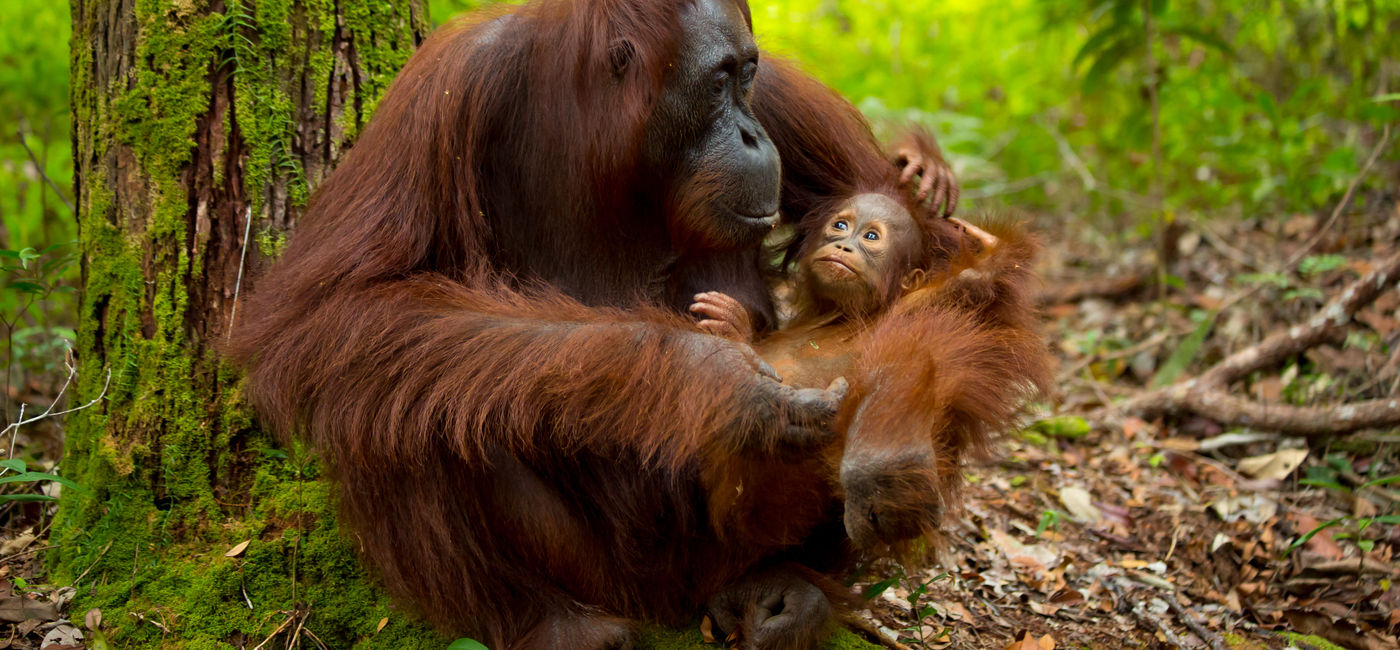 Image: Orangutan and baby in the forest of Borneo, Indonesia. (photo via KatePhotographer/iStock/Getty Images)