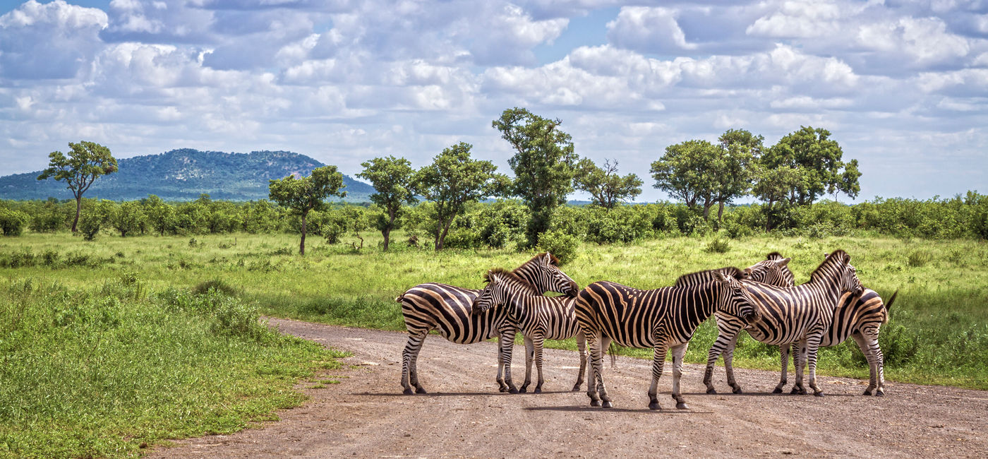 Image: PHOTO: A herd of zebras in Kruger National Park, South Africa. (photo via Utopia_88/iStock/Getty Images)