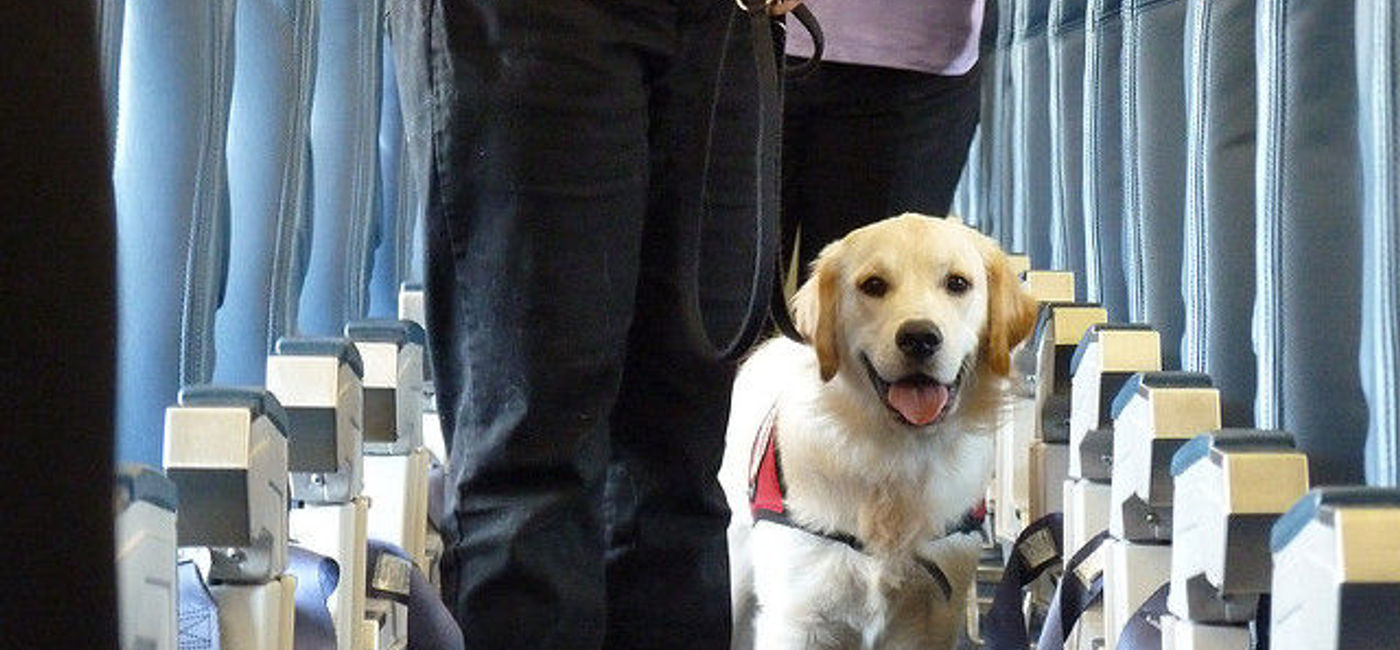 Image: PHOTO: Dogs on a plane. (photo via Flickr/Can Do Canines)