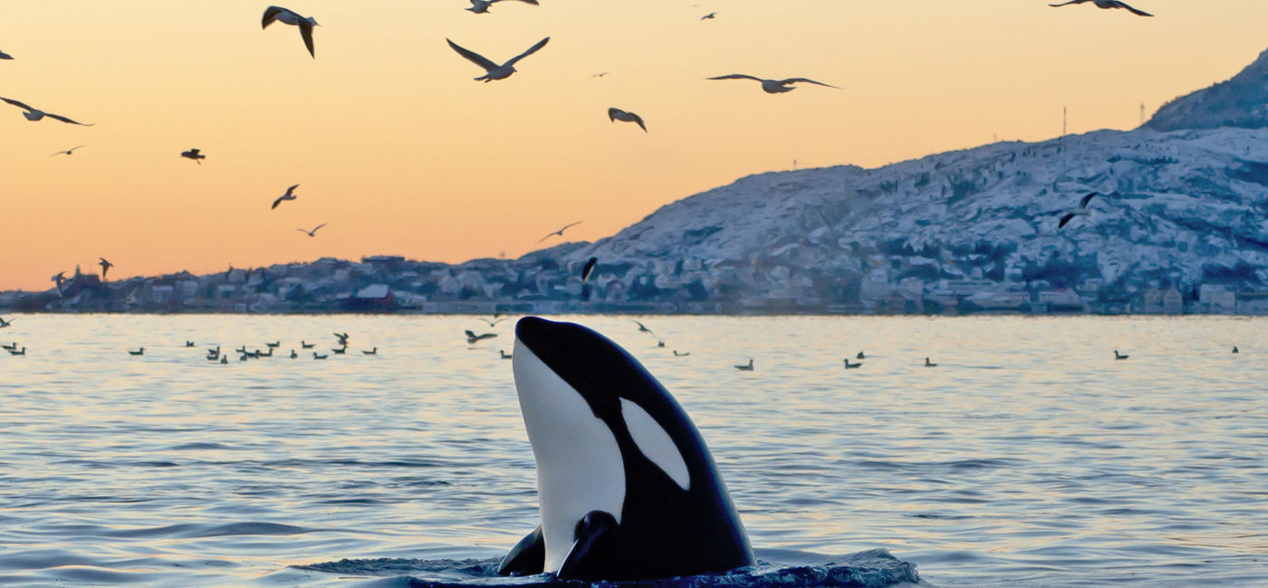 Image: An Orca or "killer whale" in the wild. (Photo via iStock Getty Images / sethakan)