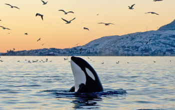 An Orca whale in the wild