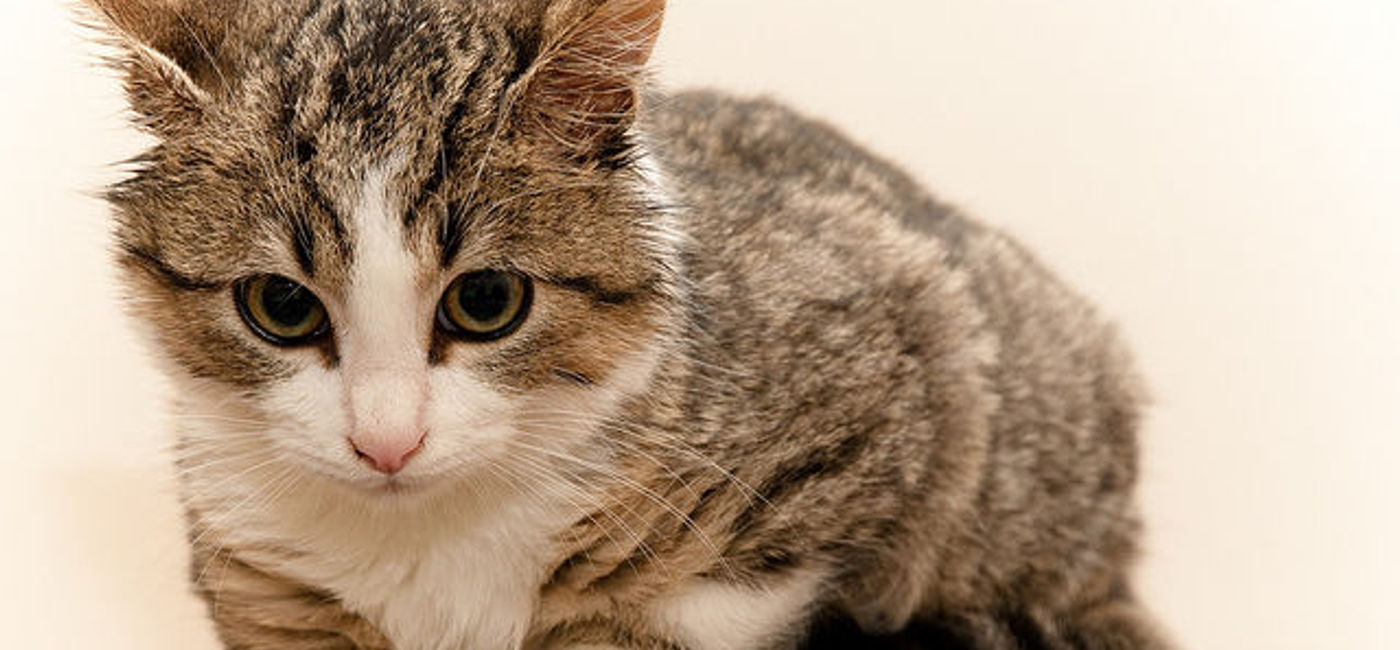 Image: PHOTO: Travel and a love of pets meet on this website. (Photo via Flickr/Christian Parreira) 