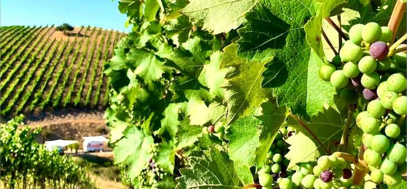 Image: Magnificent Vines & Vineyards of Tri-Valley (Photo via Noreen Kompanik)
