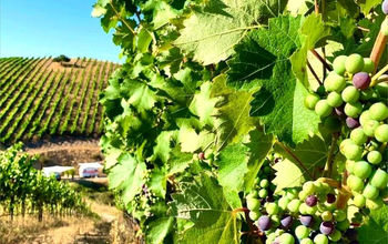 Magnificent Vines & Vineyards of Tri-Valley